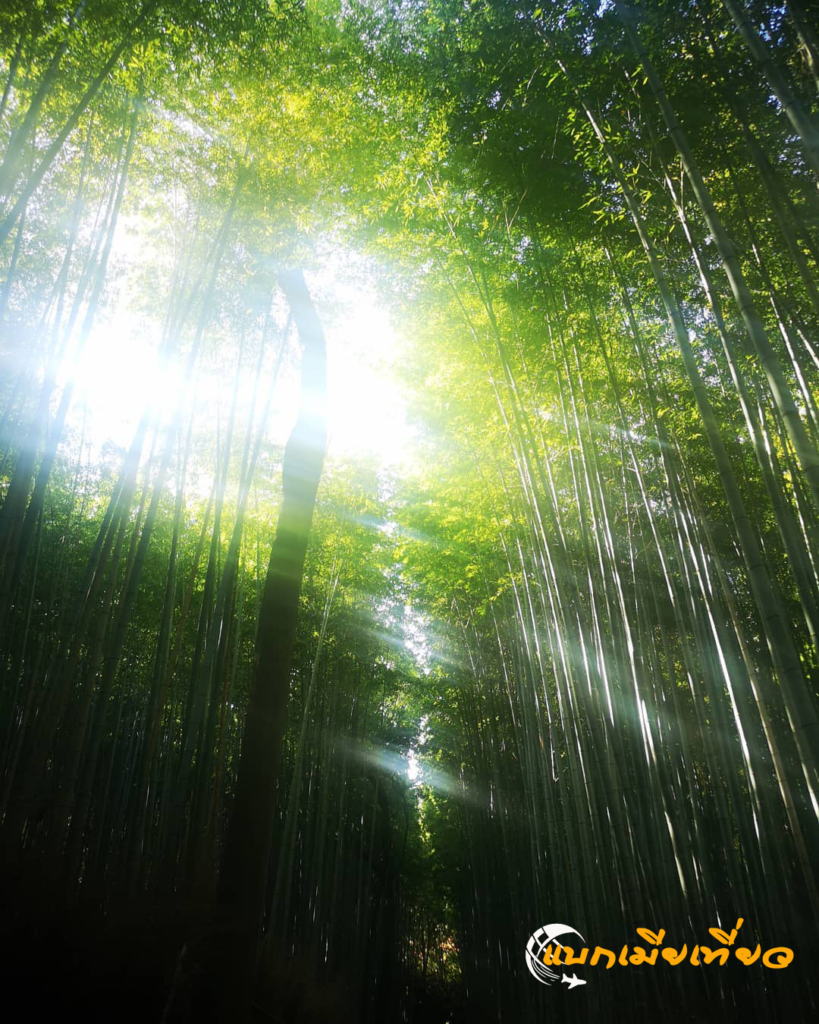 สวนป่าไผ่ เกียวโต Arashiyama